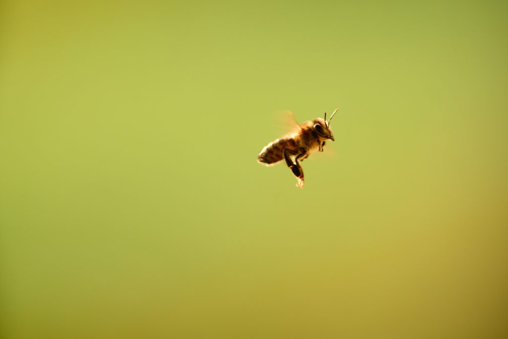 bienen-fliegen-durch-die-landschaft-und-sammeln-nektar-und-bestäuben-pflanzen