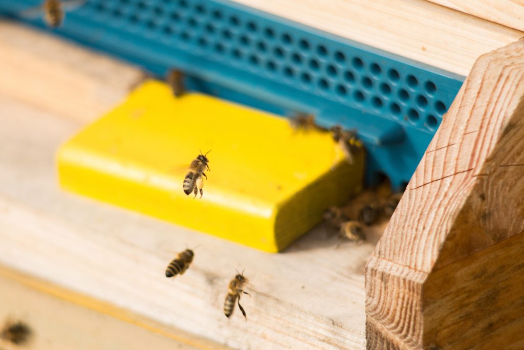 bienen-fliegen-durch-die-landschaft-und-sammeln-nektar-und-bestäuben-pflanzen