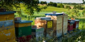 bienen-mostviertel-bio-honig-bienenwachs