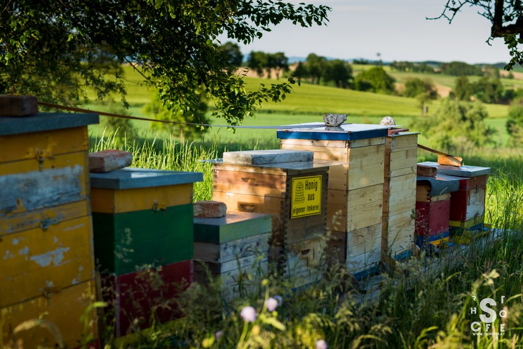 bienen-mostviertel-bio-honig-bienenwachs