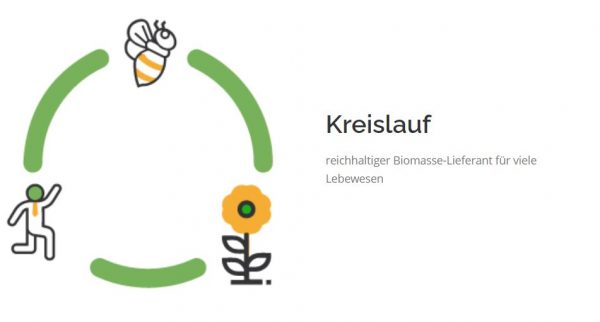 Bio Blütenhonig "schmeckt nach Sommer" 🍯 280g – Bild 6