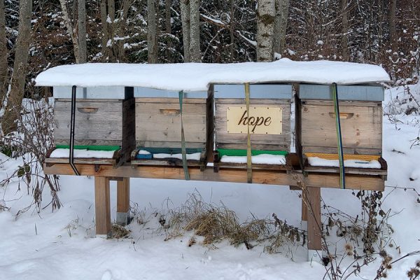 Bienenpatenschaft 🐝 "beeSUPPORT" 💌  Schenke Freude & Sinn! 🙋 – Bild 12