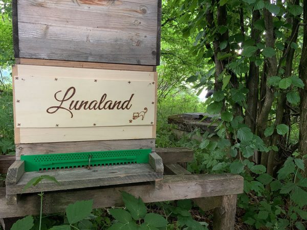 Bienenpatenschaft 🐝 "beeSUPPORT" 💌  Schenke Freude & Sinn! 🙋 – Bild 8
