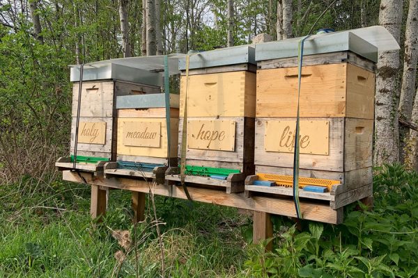 Bienenpatenschaft 🐝 "beeSUPPORT" 💌  Schenke Freude & Sinn! 🙋 – Bild 3