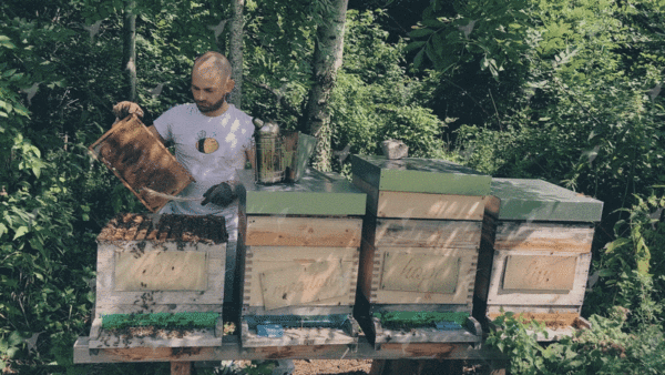 Bienenpatenschaft 🐝 "beeSUPPORT" 💌  Schenke Freude & Sinn! 🙋 – Bild 4