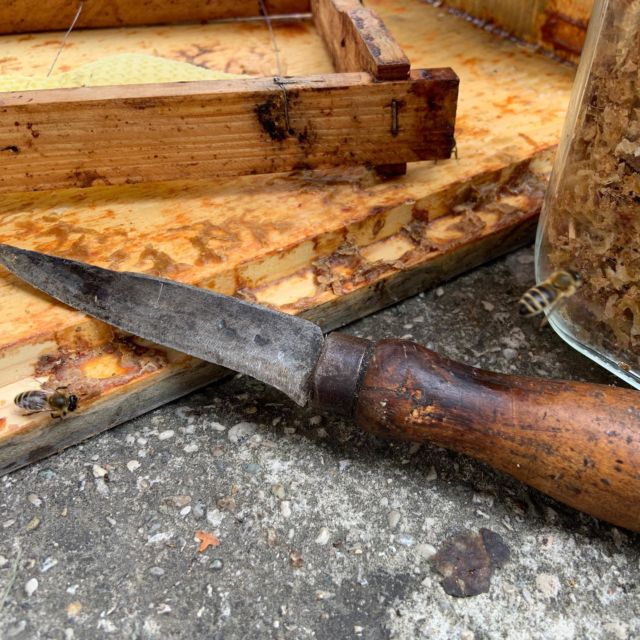 Immunsystem 🚀 #propolis 🐝
.
. 
Eines der Zeichen der Natur das der Herbst näher rückt können wir aktuell bei den Bienen beobachten.
.
#propolis = ist ein Harz welches von Bienen von Pflanzenknospen gesammelt wird und auch #bienenleim , #bienenharz , #kittharz oder #propolisharz genannt wird.
.
Propolis bedeutet auf Griechsich “pro” = vor , “polis” = stadt . Warum das Sinn ergibt, dazu später mehr.
.
Propolis ist für die Bienen extrem wichtig, denn in ihrer Kolonie mit bis zu 60.000 Bienen herscht dichtes Treiben, Wärme bis 36Grad und hohe Luftfeuchtigkeit, für Bakterien, Viren und Pilze ideale Bedingungen! 🤓
.
Propolisharz das von Blütenknospen gesammelt wird schützt Pflanzen dank Antiviraler, Antibakterieller und pilzhemmender (mykostatischer) Wirkung. Diese Eigenschaften machen sich Bienen zunutze 😍 als natürliches Antibiotikum wird es auch in der Naturheilkunde bezeichnet.
.
Wir machen uns nach der Ernte, wo wir auch die größe der Bienenstöcke reduzieren (da die Bienenvölker auf die Überwinterungsmaße natürlich schrumpfen)  reduzieren an die Ernte dieses unschätzbar wertvollen Naturproduktes.
.
Propolisharz kann direkt als Harz oral eingenommen werden, oder auch zum #räuchern als #räucherharz speziell für die #atemwege angewendet werden.
.
Da das Harz nicht wasserlöslich ist setzen wir es in Bioweingeist an und extrahieren daraus eine hochwirksame #propolistinktur.
.
Diese findet oral Anwendung zur Unterstützung des Immunsystems@oder auch oberflächig auf die Haut z.b. bei 👄 #herpes 
.
“vor der stadt” was Propolis auf griechisch bedeutet könnte bedeuten Viren und Keime draußen zu halten, sich dabor zu schützen 😏
.
Habt ihr Propolis schon mal probiert?
.
Wie sorgt ihr dafür das euch euer Immunsystem effektiv schützt?
.
.
bee SAFE bee MOSTbee 🐝
.
.
#gesundundfit #honig #gesundesleben #organicfarming #biohonig #organicfoods #biologisch 
#eatorganic #bioistbesser #naturheilkunde #natürlichgesund 
#justorganic  #blütenknospen #biopropolis  #naturapotheke #supportthebees #immunsystem #propolistropfen #mostbee__